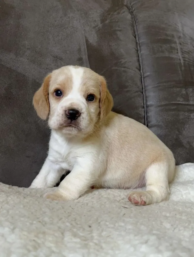 Filhote de Beagle bicolor, bege e branco, sentado numa manta