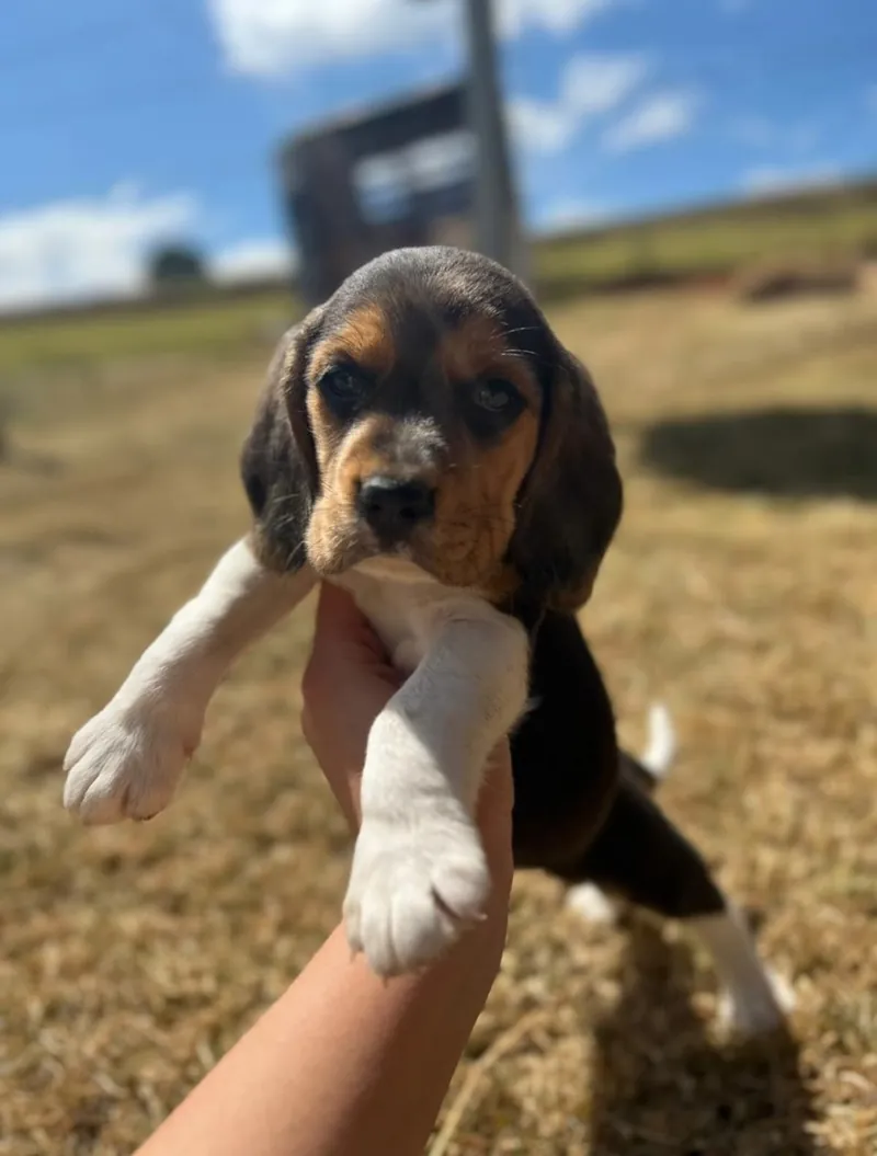 Filhote de Beagle tricolor seguro por uma mão no pasto