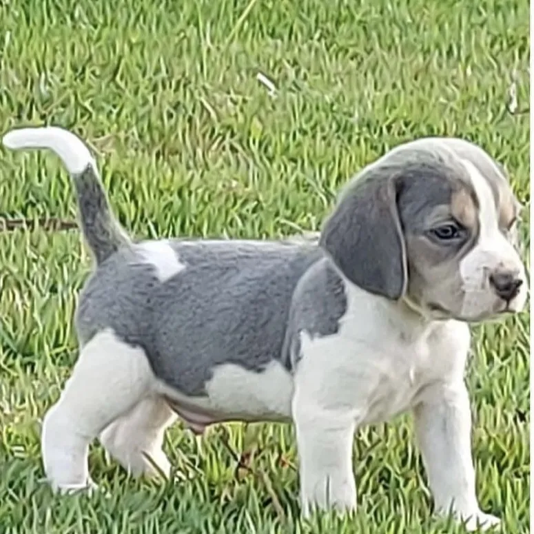 Filhote de Beagle de manto cinza-azulado e branco, em pé na grama