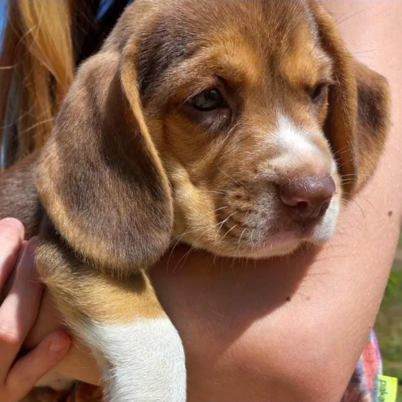 Filhote de Beagle tricolor chocolate no colo, de orelhas e focinho marrons
