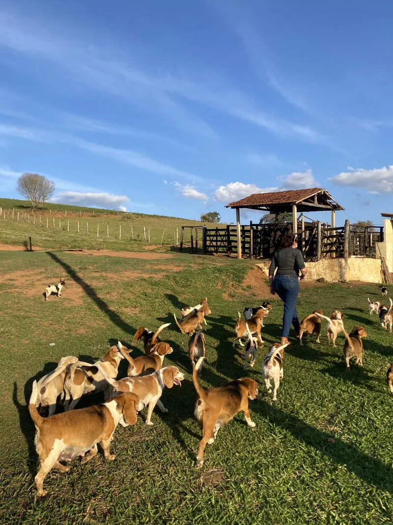 Pasto do canil com vários Beagles soltos ao fim da tarde e um abrigo ao fundo