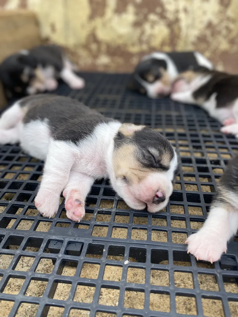 Filhotes de Beagle recém-nascidos dormindo num piso vazado