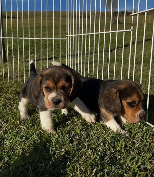 Dois filhotes de Beagle tricolor no gramado do canil