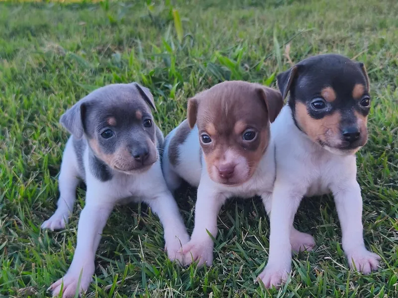Três filhotes de Fox Paulistinha, azul, marrom e preto, sentados lado a lado na grama