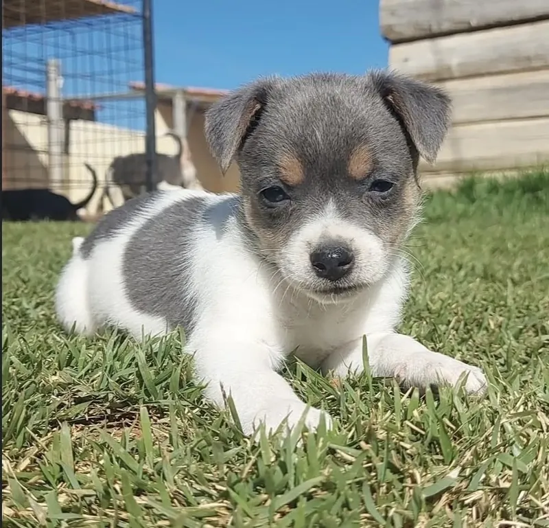 Filhote de Fox Paulistinha de manto cinza-azulado e branco deitado na grama