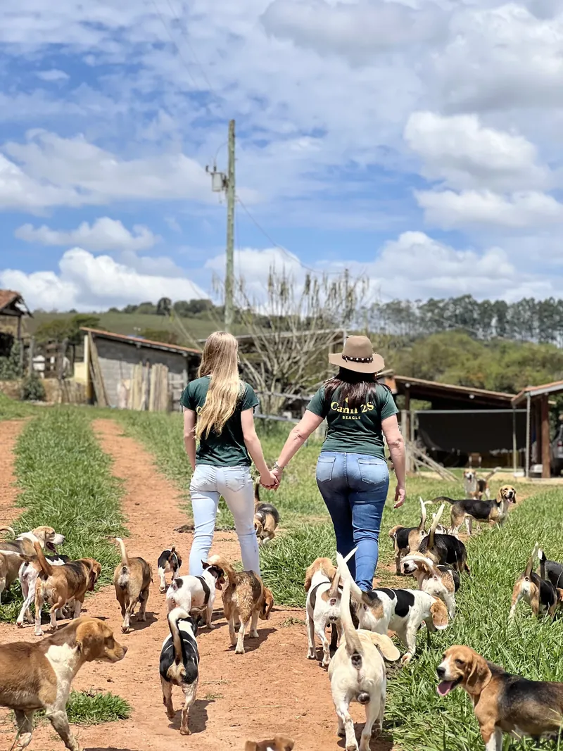 Duas pessoas de costas caminhando por uma trilha do canil, cercadas de Beagles